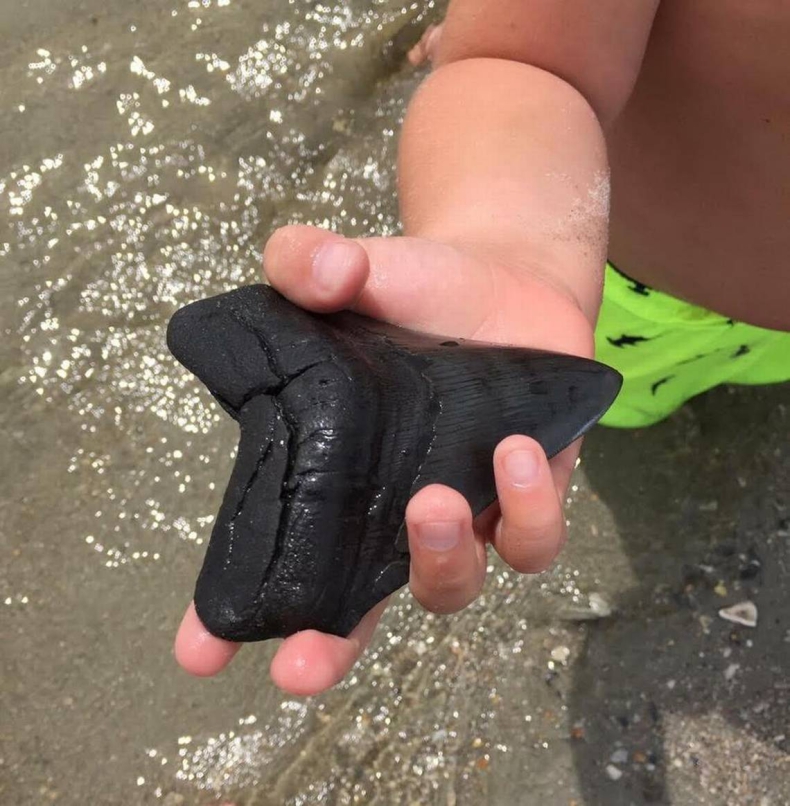 Chłopiec znalazł na plaży ząb prehistorycznego rekina - GospodarkaMorska.pl