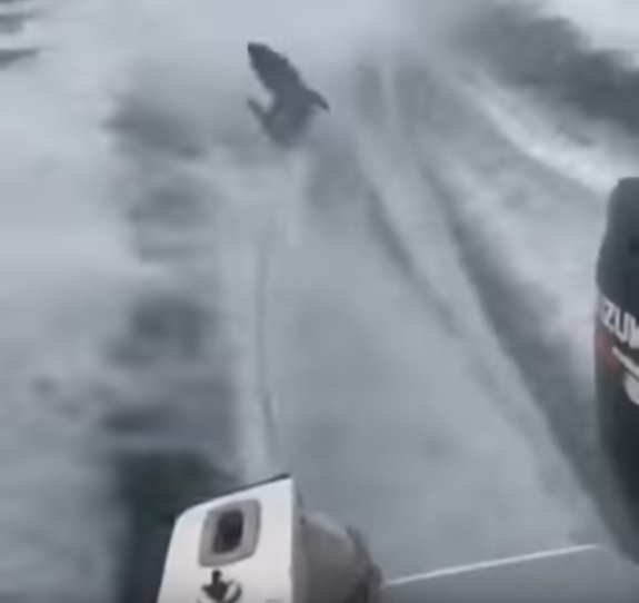 Bestialstwo w czystej postaci (wideo) - GospodarkaMorska.pl