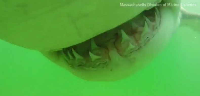 Tak atakuje rekin ludojad (wideo) - GospodarkaMorska.pl