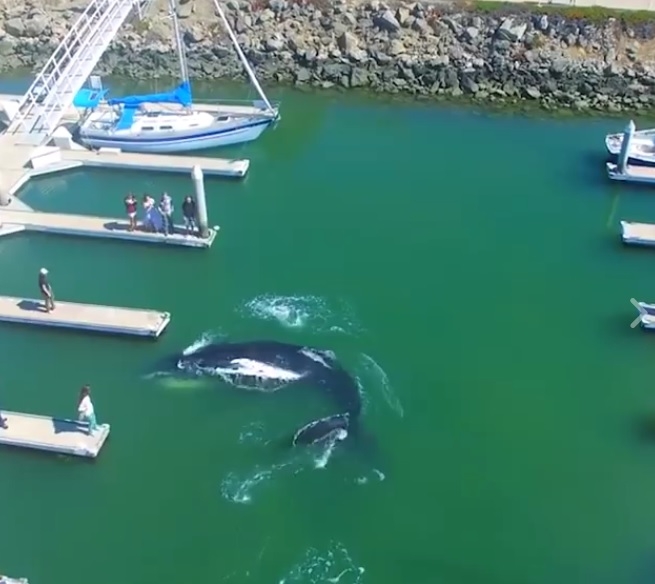 Na ten obrazek można patrzeć godzinami! Fantastyczne wideo - GospodarkaMorska.pl