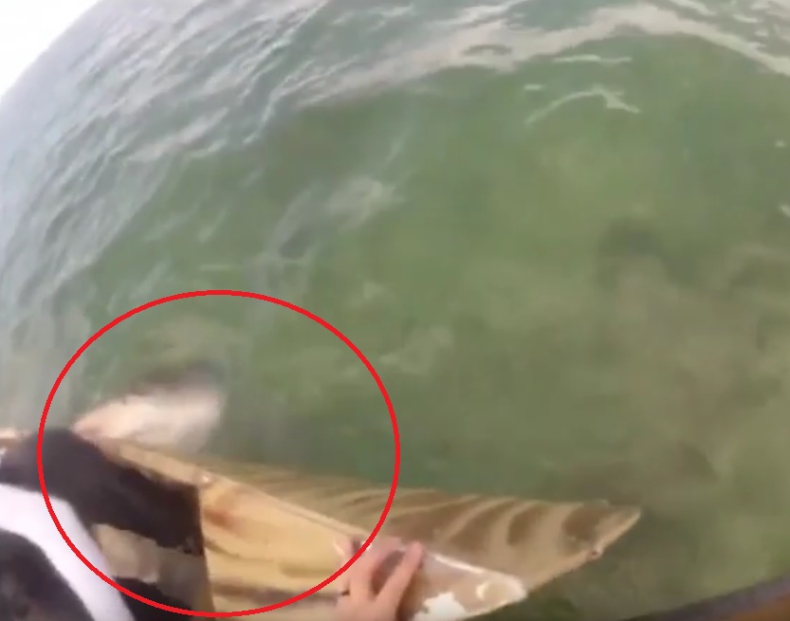 Sceny jak ze „Szczęk”. Zobacz atak rekina buldoga (wideo) - GospodarkaMorska.pl