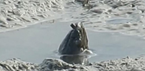 Niezidentyfikowane zwierzę w wodach australijskiej rzeki (wideo) - GospodarkaMorska.pl