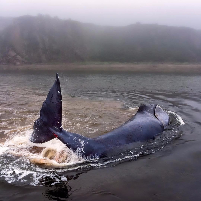 Rosja: 13-metrowy wieloryb ugrzązł w rzece, trwa akcja ratunkowa - GospodarkaMorska.pl