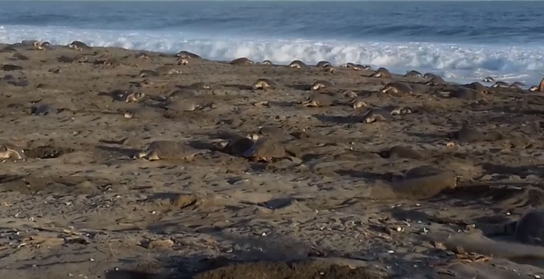 200 000 żółwi na meksykańskiej plaży (wideo) - GospodarkaMorska.pl