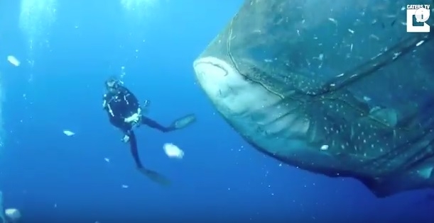 Pomogli największym rybom świata. Fantastyczne wideo - GospodarkaMorska.pl