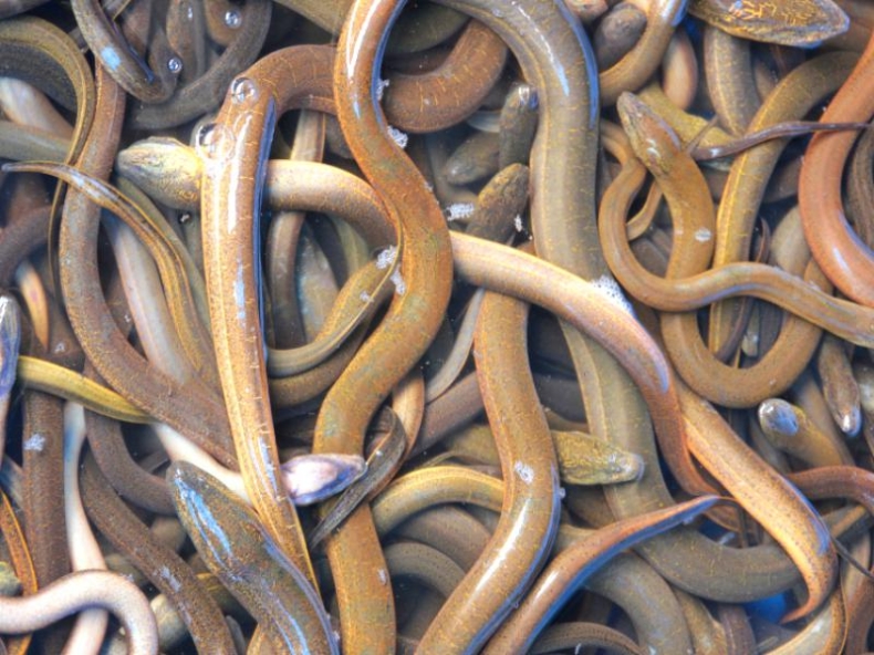 Akcja węgorz w Szczecinie - GospodarkaMorska.pl