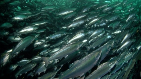 Podlaskie: około 6 mln zł na projekty związane z rybactwem i turystyką - GospodarkaMorska.pl