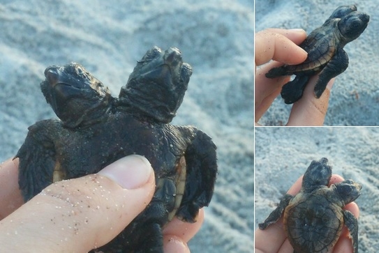 Znaleziono żółwia mutanta - GospodarkaMorska.pl