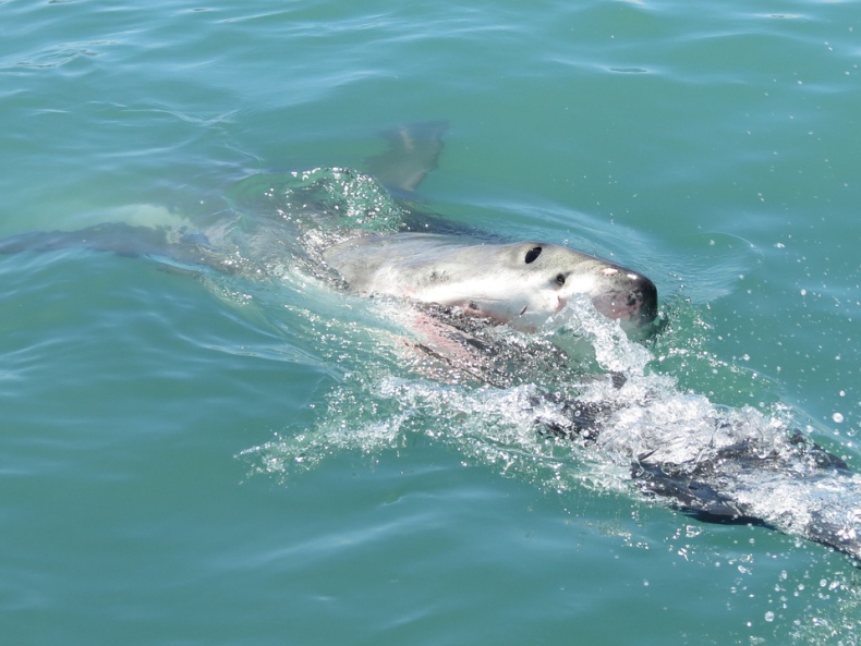 Australia: Drony wykrywające rekiny będą patrolowały plaże - GospodarkaMorska.pl