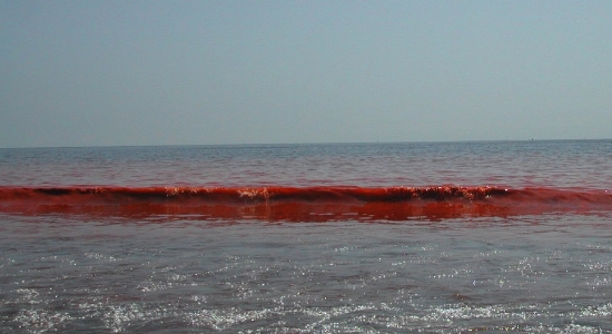 Krwawy Bałtyk. Lepiej nie wchodzić do wody - GospodarkaMorska.pl
