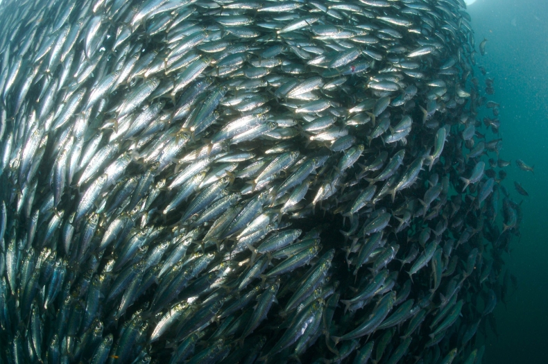 KE proponuje znaczne ograniczenie połowów dorsza na Bałtyku - GospodarkaMorska.pl