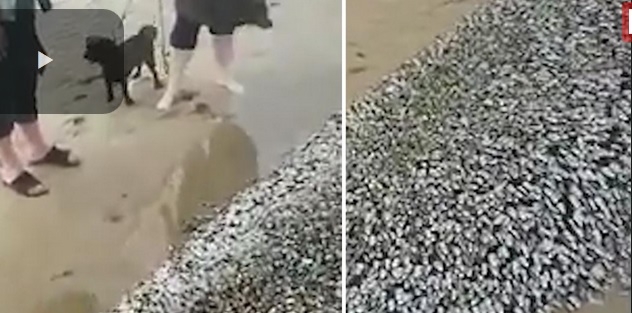 Tajemniczy „potwór” na brytyjskiej plaży (wideo) - GospodarkaMorska.pl