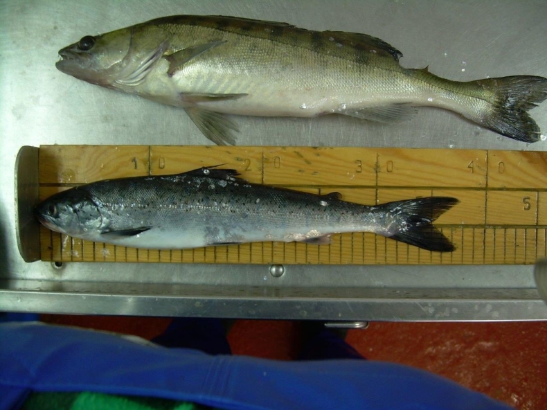 UE ponownie wysoko oceniła realizację programu zbioru danych rybackich w Polsce - GospodarkaMorska.pl