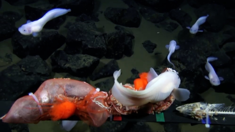 Japońscy naukowcy zajrzeli 8 km pod powierzchnię Pacyfiku. Oto, co znaleźli (wideo) - GospodarkaMorska.pl