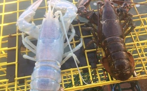 U wybrzeży USA złapano przezroczystego homara - GospodarkaMorska.pl