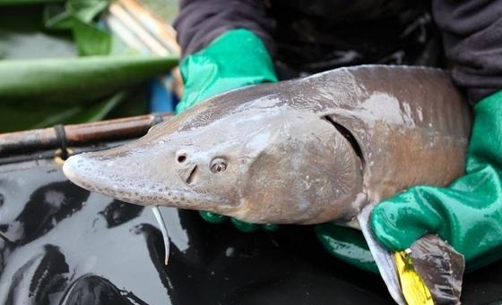 Masowa ucieczka jesiotra. Zagrożone ryby w Bałtyku - GospodarkaMorska.pl