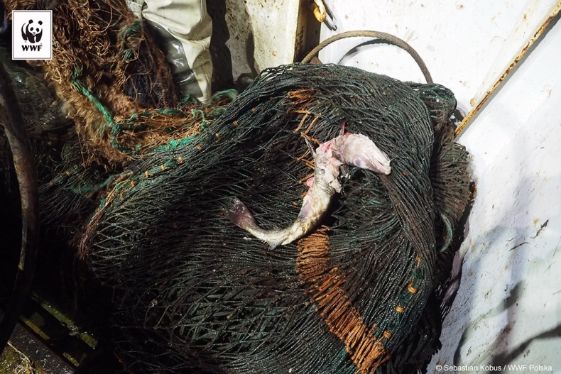 Projekt Marelitt Baltic nabiera rozpędu. 5 ton narzędzi połowowych wyłowiono podczas jednego rejsu - GospodarkaMorska.pl