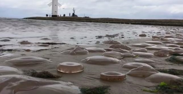 Tysiące martwych meduz na plaży w Świnoujściu (foto, wideo) - GospodarkaMorska.pl