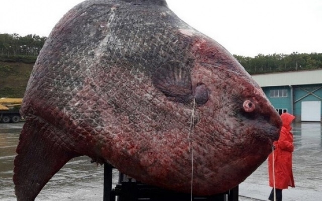 Taaka ryba! - GospodarkaMorska.pl