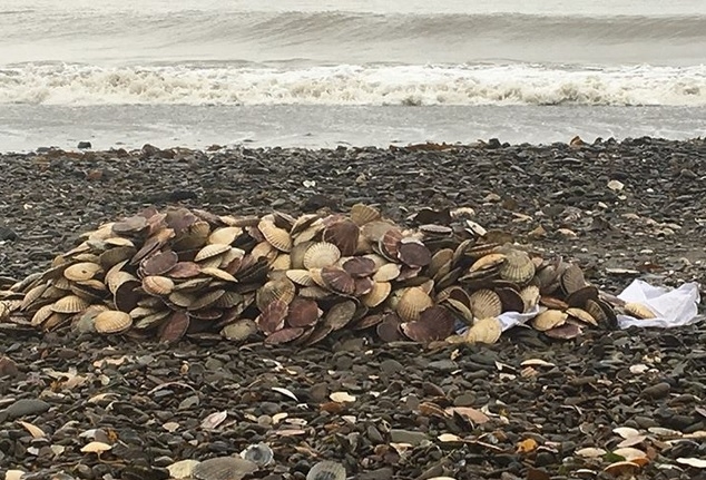Tony małży na jednej z rosyjskich plaż. Wywożą je samochodami (wideo) - GospodarkaMorska.pl
