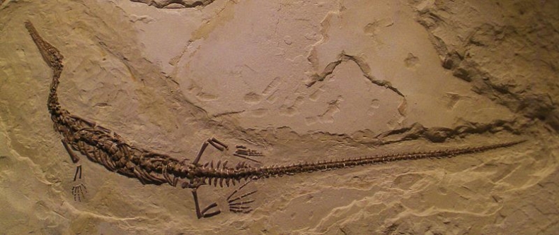 Szkielet morskiego gada przez lata leżał w szafie. To, co odkryli polscy naukowcy okazało się przełomowe - GospodarkaMorska.pl