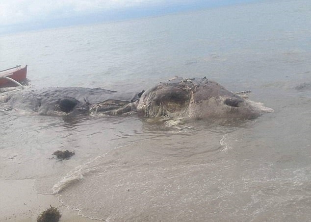 Tajemniczy stwór wyrzucony na plażę - GospodarkaMorska.pl