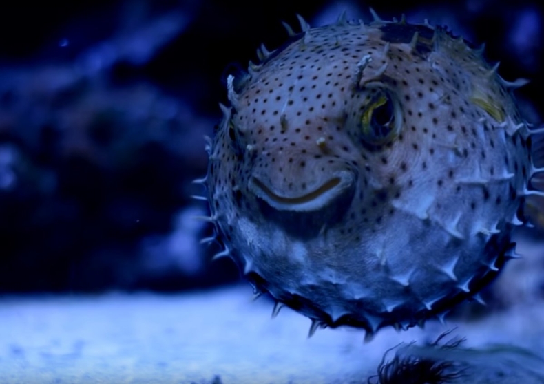 Światowy Dzień Morza opanuje Gdyńskie Akwarium (wideo) - GospodarkaMorska.pl