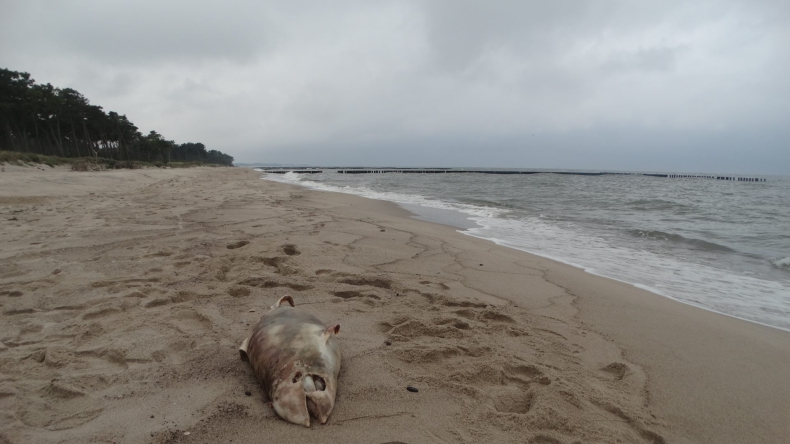 Na polskim wybrzeżu odnotowano największą od kilku lat liczbę martwych morświnów - GospodarkaMorska.pl