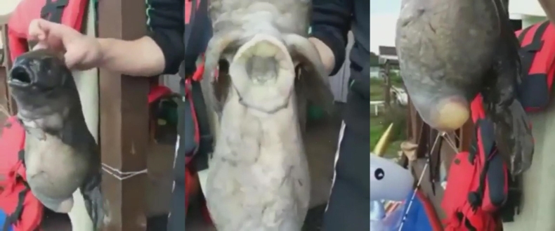 U wybrzeży Rosji złowiono potwora morskiego (wideo) - GospodarkaMorska.pl