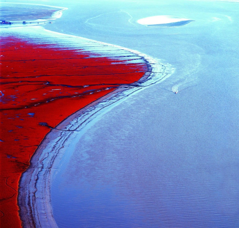 Krwistoczerwona plaża w Chinach. Oto powód (wideo) - GospodarkaMorska.pl