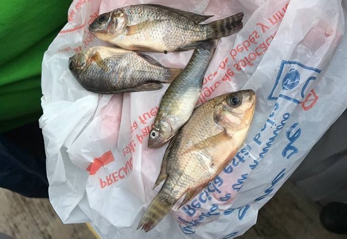 W Meksyku spadł deszcz ryb (wideo) - GospodarkaMorska.pl