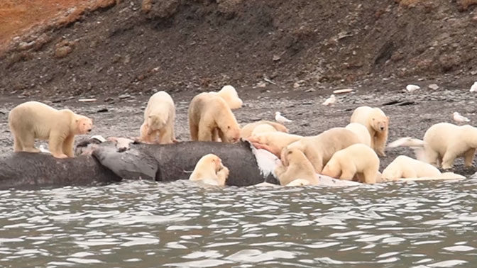 Ale uczta! (foto, wideo) - GospodarkaMorska.pl