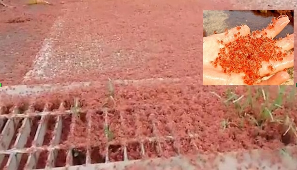 Maluchy opanowały Wyspę Bożego Narodzenia (wideo) - GospodarkaMorska.pl