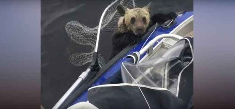 Rybacy uratowali dwa tonące niedźwiadki (wideo) - GospodarkaMorska.pl