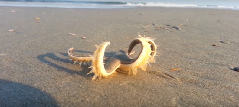 Tego nie wiedzieliście o rozgwiazdach (wideo) - GospodarkaMorska.pl