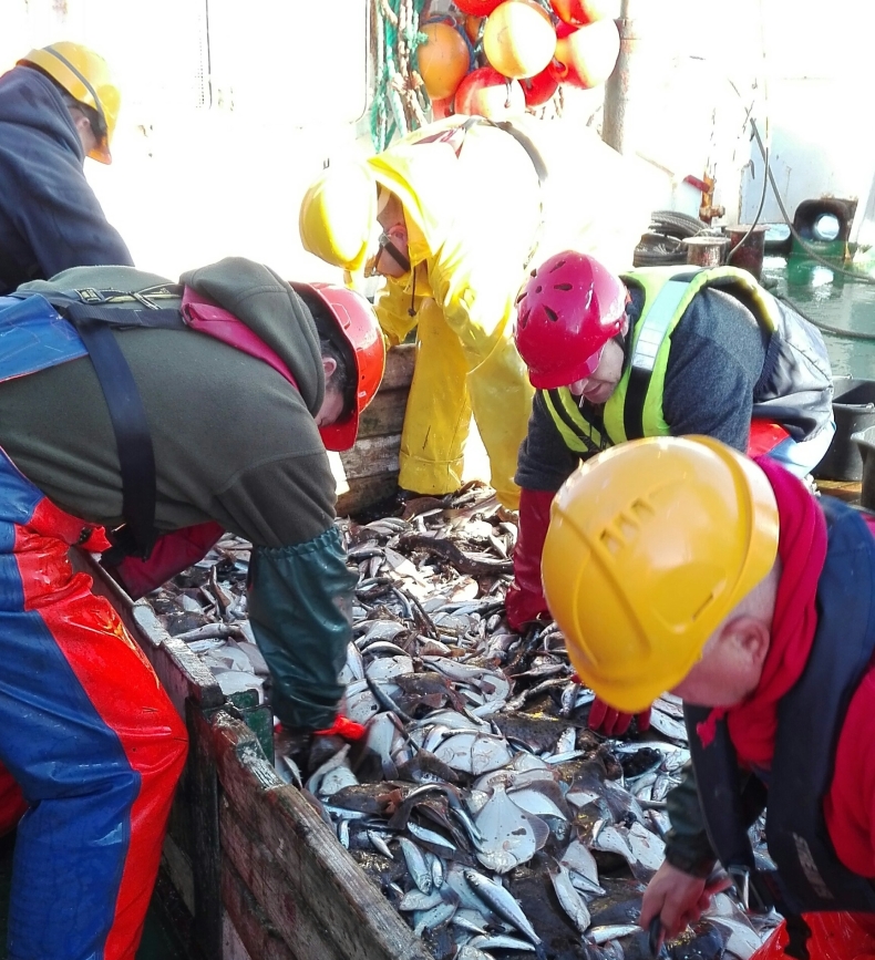 Kolejny rejs znakowania dorszy bałtyckich zakończony - GospodarkaMorska.pl