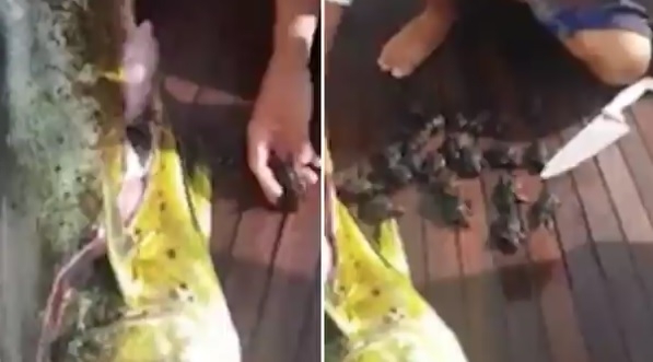 Tego się nie spodziewał (wideo) - GospodarkaMorska.pl