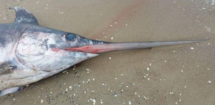Na plaży w Jantarze znaleziono martwego miecznika. Ma prawie 3 m - GospodarkaMorska.pl