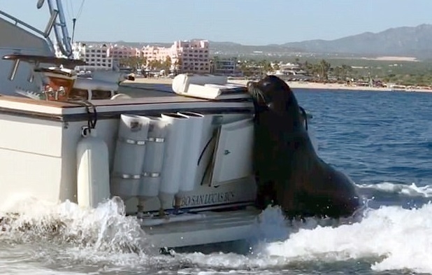 Ta foka naprawdę ma poczucie humoru (wideo) - GospodarkaMorska.pl