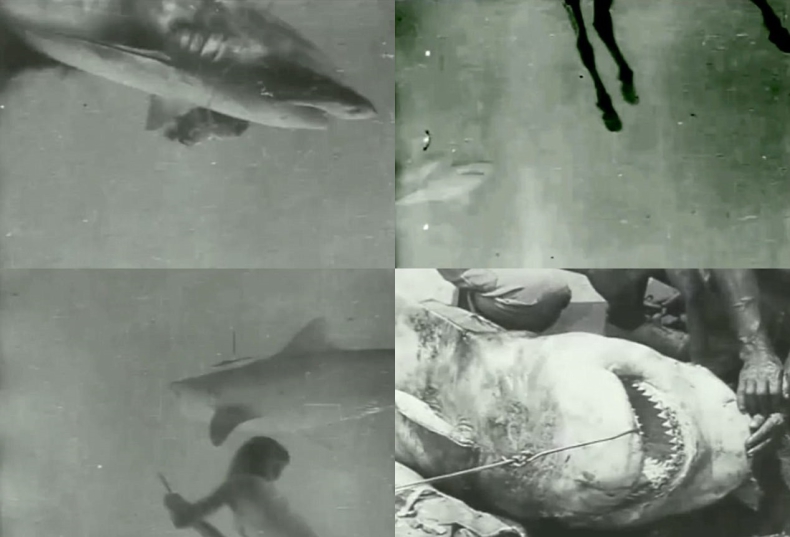 Pierwszy film nagrany pod wodą! Mężczyzna zabija rekina, a jako przynęty używa konia (wideo) - GospodarkaMorska.pl