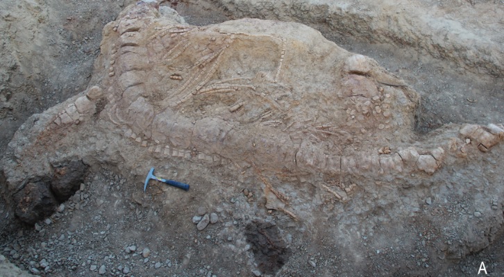 Odkryto „potwora” sprzed 150 mln lat - GospodarkaMorska.pl