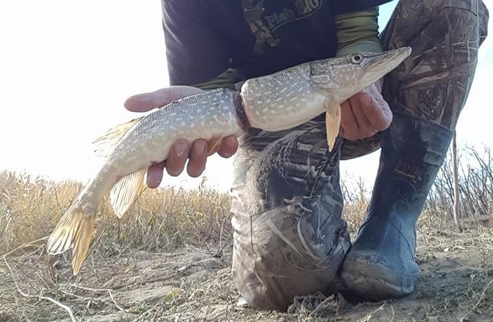 To nie jest zwyczajny szczupak. Szokujące zdjęcia! - GospodarkaMorska.pl