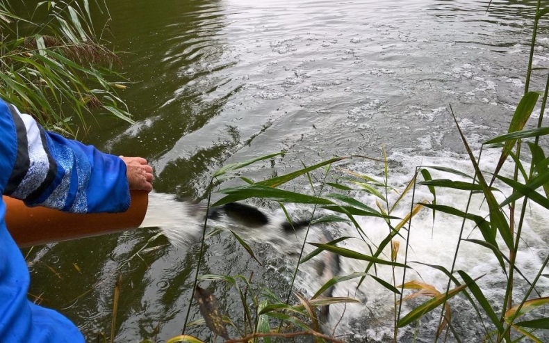 Zarybienia starorzeczy Odry dla ochrony ptaków drapieżnych - GospodarkaMorska.pl