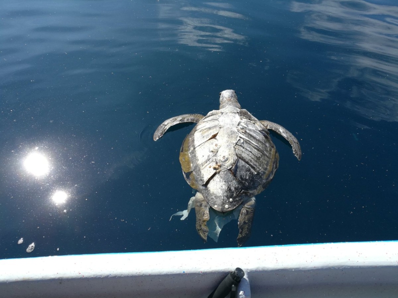 Prawie 400 martwych żółwi u wybrzeży Salwadoru. Dryfowały na powierzchni wody (wideo) - GospodarkaMorska.pl