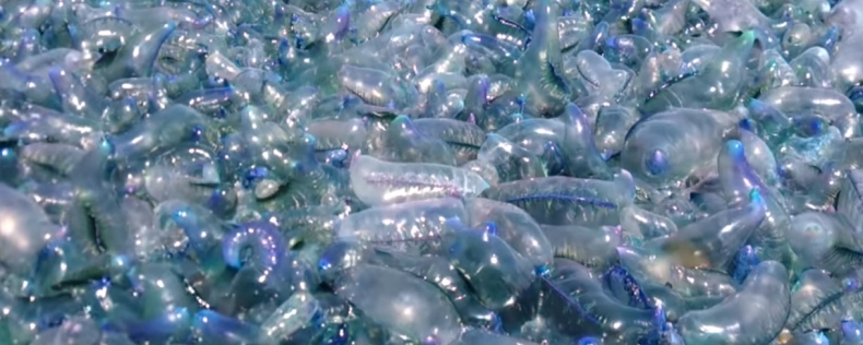 Plaga żeglarzy portugalskich na australijskiej plaży. Są śmiertelnie niebezpieczne (wideo) - GospodarkaMorska.pl