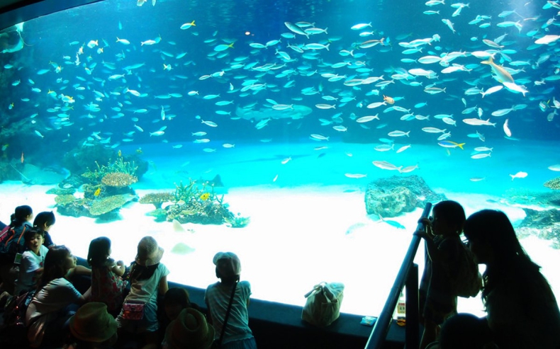 Japonia: W głównym akwarium w Tokio zginęło ponad tysiąc ryb - GospodarkaMorska.pl