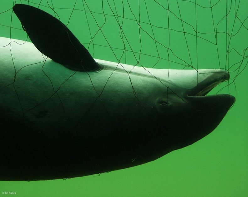 Czy Parlament Europejski przyczyni się do skuteczniejszej ochrony bałtyckiego morświna? - GospodarkaMorska.pl