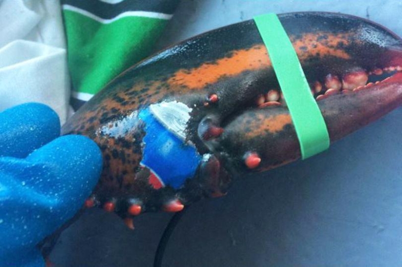 To nie jest reklama świąteczna Pepsi - GospodarkaMorska.pl