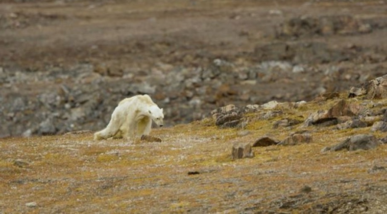 Ten skrajnie wychudzony niedźwiedź polarny stał się symbolem skutków zmian klimatu. Dramatyczne nagranie (wideo) - GospodarkaMorska.pl