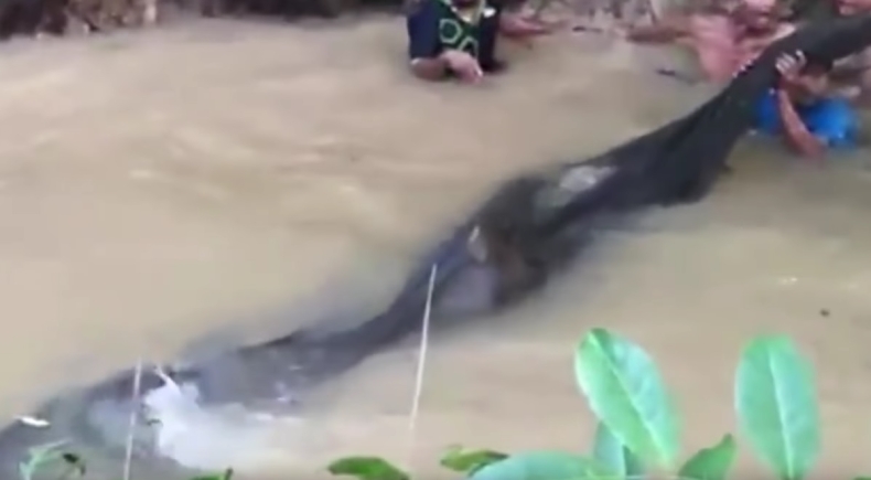 Ratowali tego giganta za wszelką cenę (wideo) - GospodarkaMorska.pl